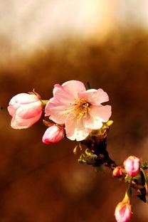 春意福利在线,福利来袭——在线畅享春日盛宴