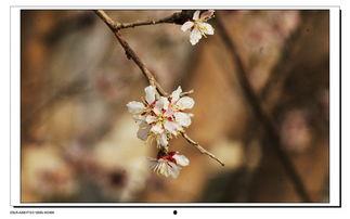 春意福利在线,福利来袭——在线畅享春日盛宴